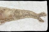 Detailed & D Fossil Fish - Goulmima, Morocco #72869-3
